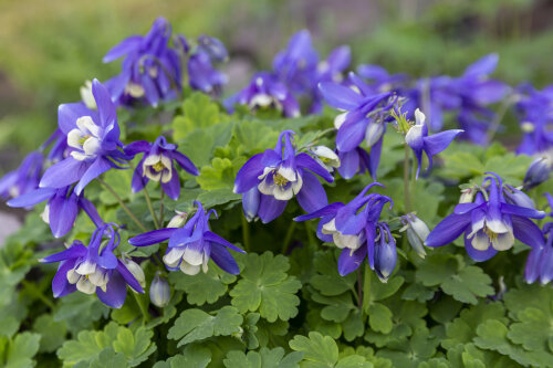 Aquilegia Crystal Blue